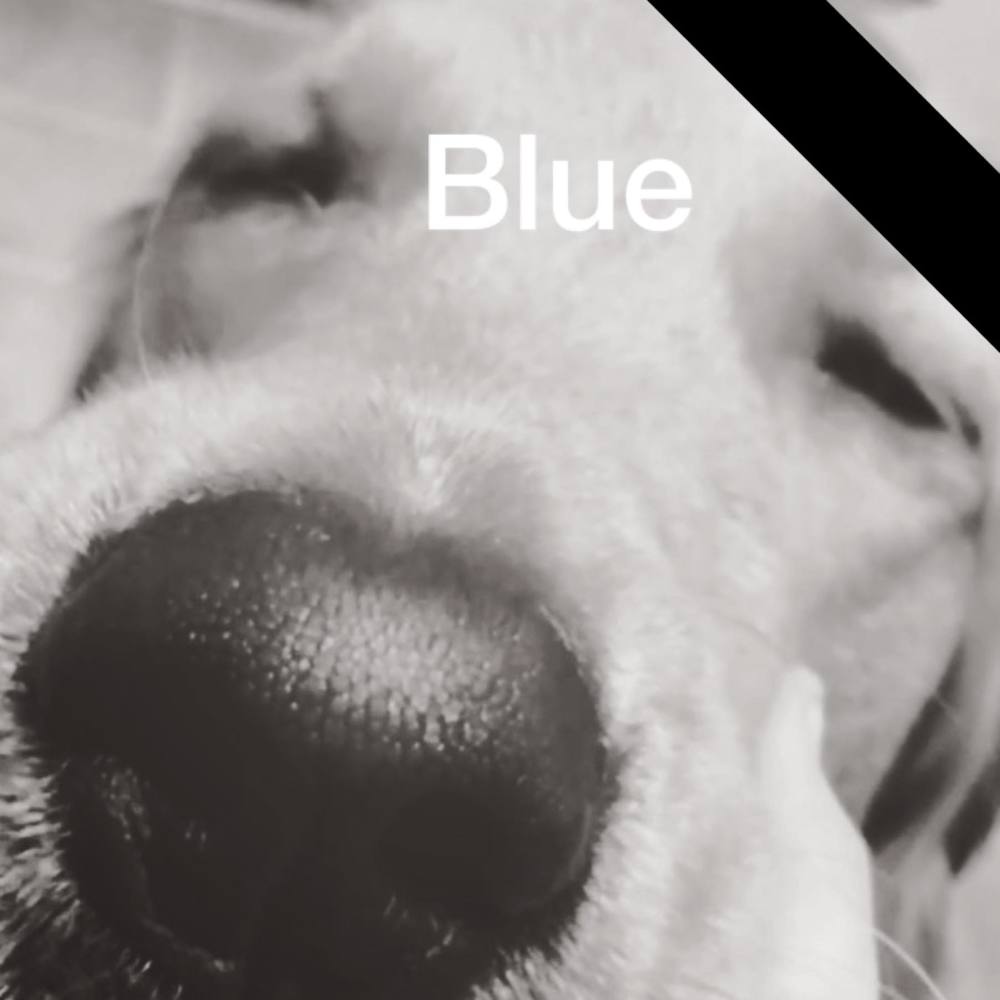 Meet your Posher, Mason